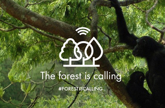 The forest is calling - Dein altes Handy steckt voller Leben!